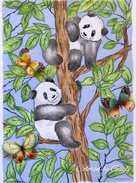 Pandas