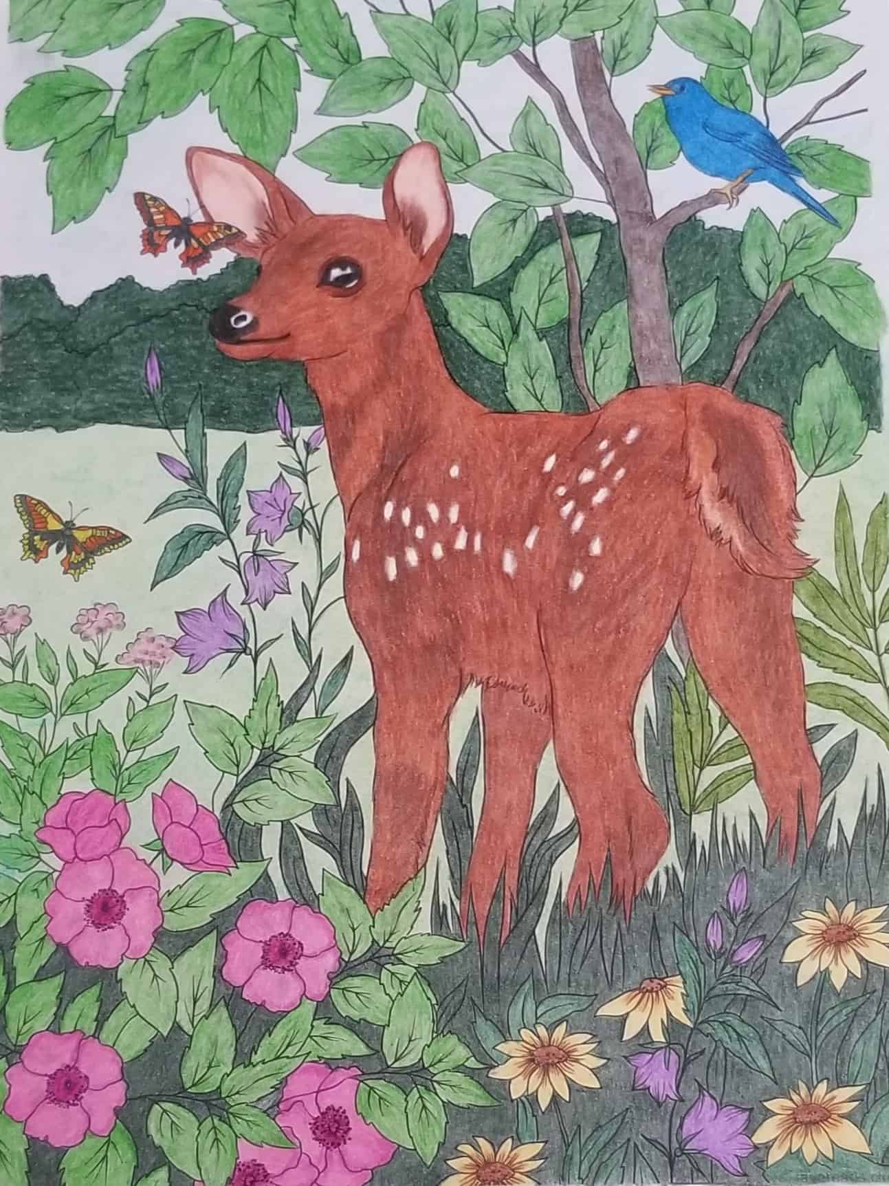 Baby Deer