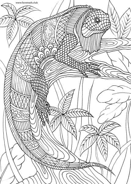 Animals and Birds – Iguana