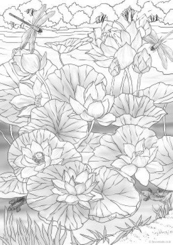 Water Lilies