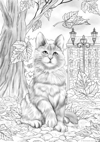 Autumn Kitty