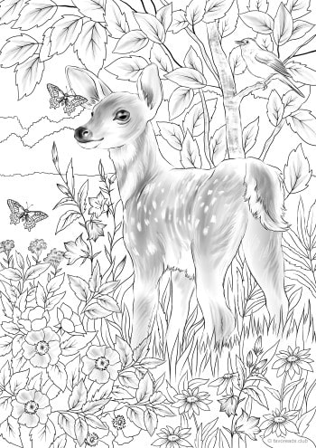 Baby Deer