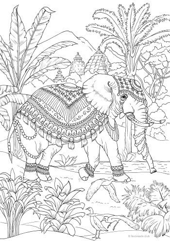 Indian Elephant