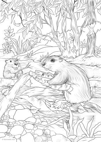 Beavers